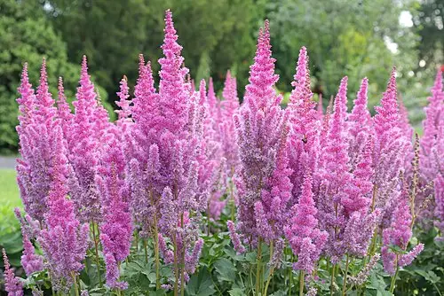 노루오줌 (Astilbe rubra)