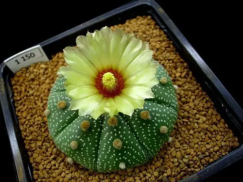 투구선인장 (Astrophytum asterias)
