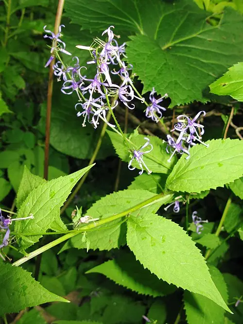 영아자 (Asyneuma japonicum)