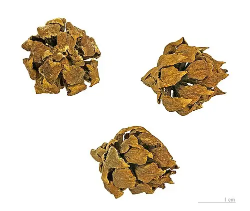 킹빌리소나무 (Athrotaxis selaginoides)