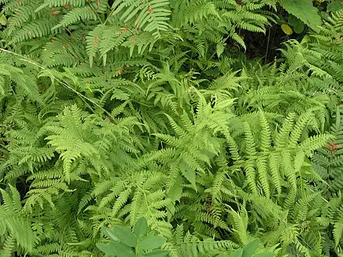뱀고사리 (Athyrium yokoscense)