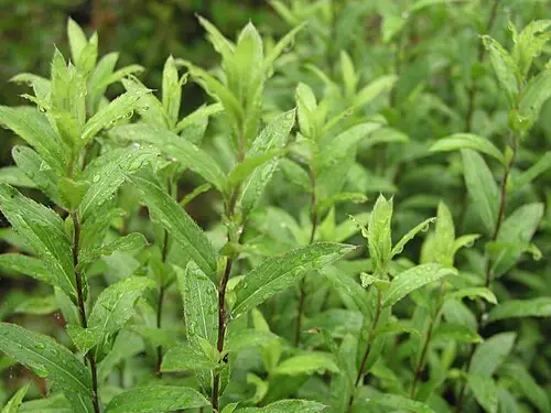 삽주 (Atractylodes lancea)