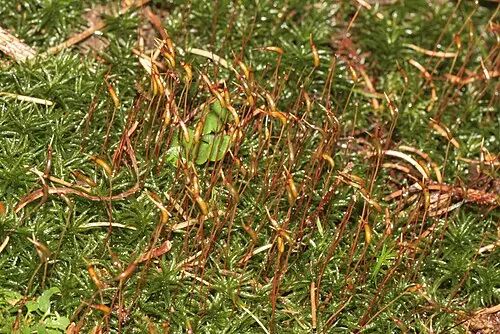 주름솔이끼 (Atrichum undulatum)