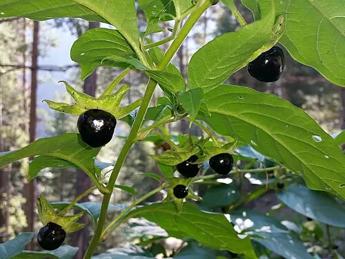 벨라돈나풀 (Atropa belladonna)