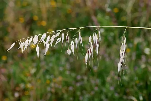 메귀리 (Avena fatua)