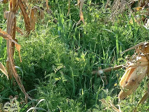 귀리 (Avena sativa)