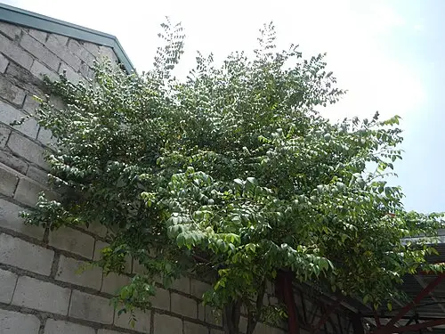 카람볼라 (Averrhoa carambola)