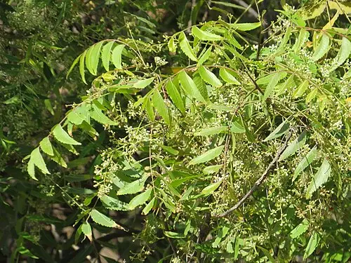 님나무 (Azadirachta indica)