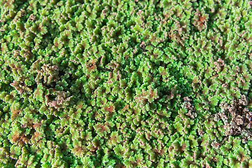 큰물개구리밥 (Azolla filiculoides)