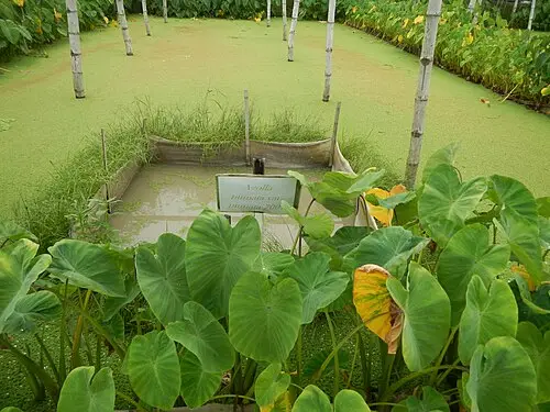 물개구리밥 (Azolla pinnata)