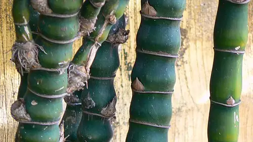 불두죽 (Bambusa ventricosa)