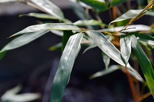 밤부사 불가리스 (Bambusa vulgaris)