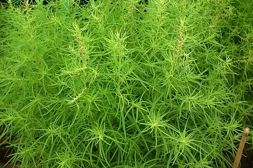 댑싸리 (Bassia scoparia)