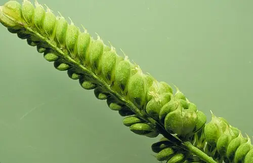 개피 (Beckmannia syzigachne)
