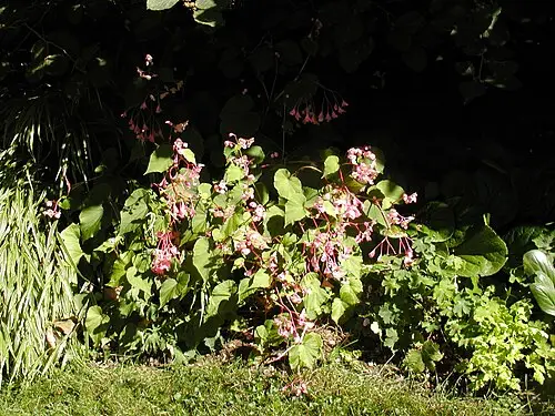 베고니아 (Begonia grandis)