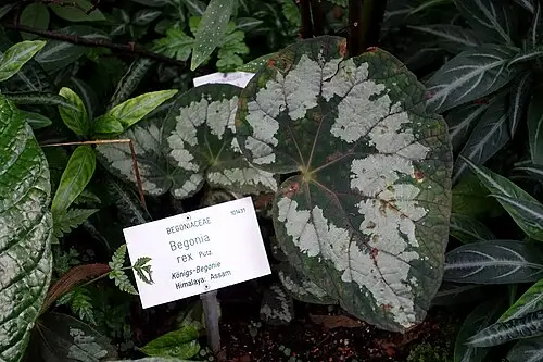 렉스베고니아 (Begonia rex)