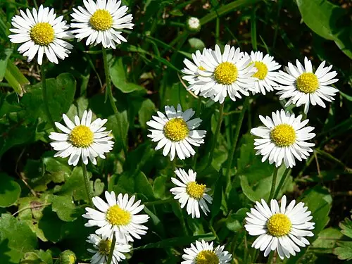 데이지 (Bellis perennis)