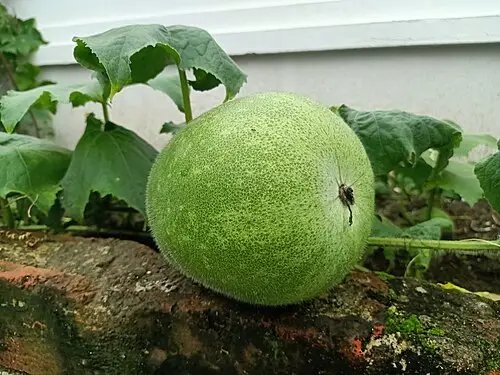 동아 (Benincasa hispida)