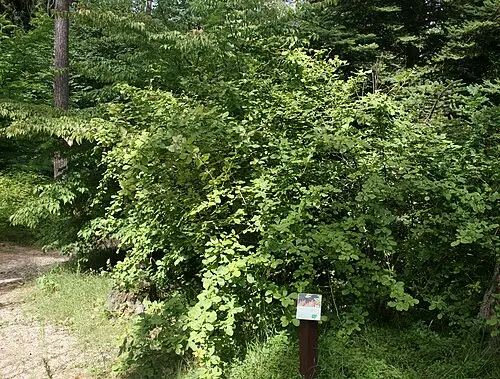 매자나무 (Berberis koreana)