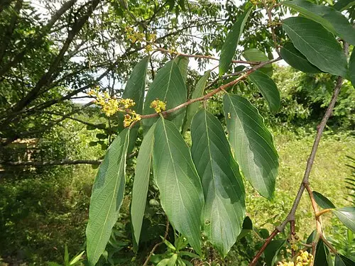 망개나무 (Berchemiella berchemiifolia)