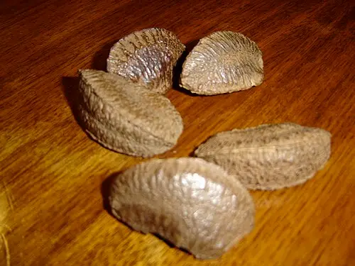 브라질너트 (Bertholletia excelsa)