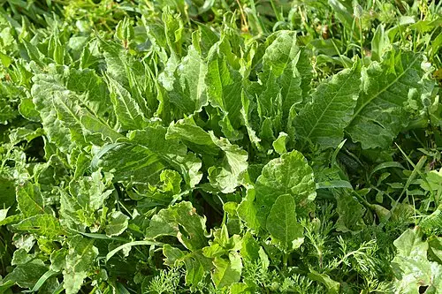 비트 (Beta vulgaris)