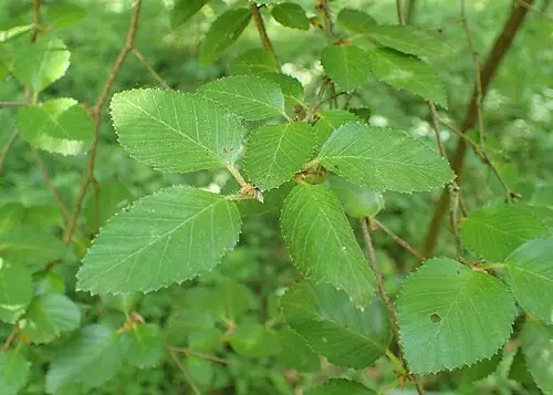 개박달나무 (Betula chinensis)