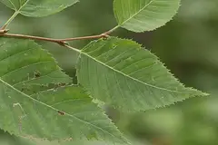 거제수나무