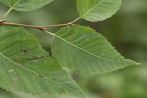 거제수나무 (Betula costata)