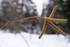 물박달나무