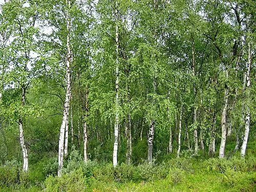 자작나무 (Betula pendula)