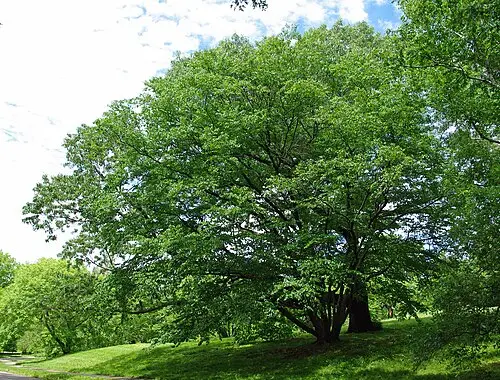 박달나무 (Betula schmidtii)