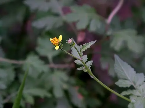도깨비바늘 (Bidens bipinnata)
