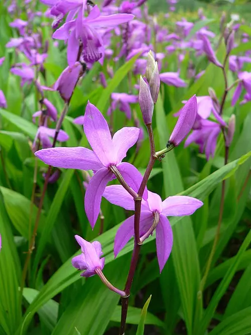 자란 (Bletilla striata)