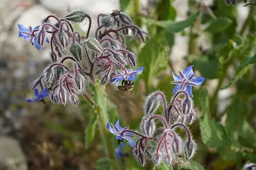 보리지 (Borago officinalis)