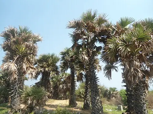 다라수 (Borassus flabellifer)