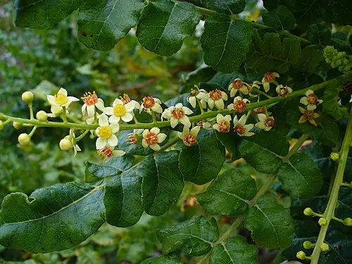 유향나무 (Boswellia sacra)