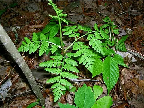늦고사리삼 (Botrypus virginianus)