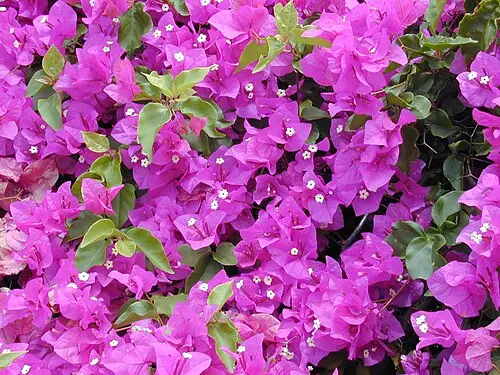 부겐빌레아 (Bougainvillea spectabilis)