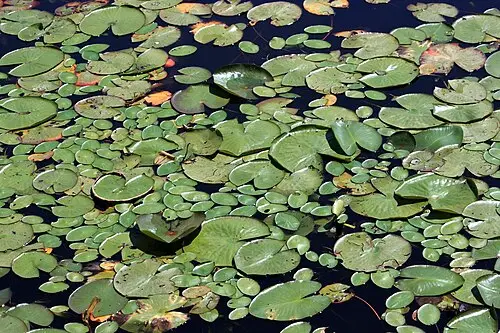 순채 (Brasenia schreberi)