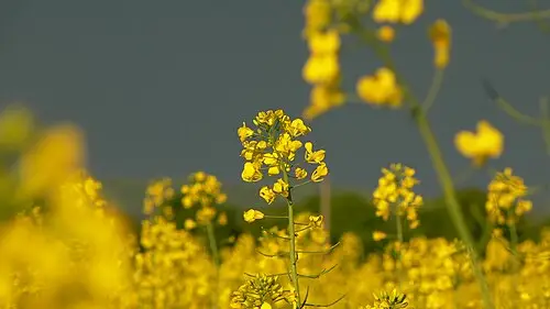 갓 (Brassica juncea)