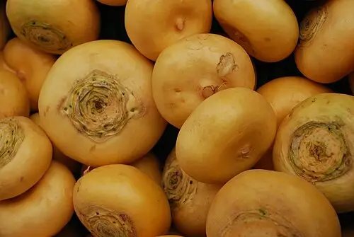 배추 (Brassica rapa)