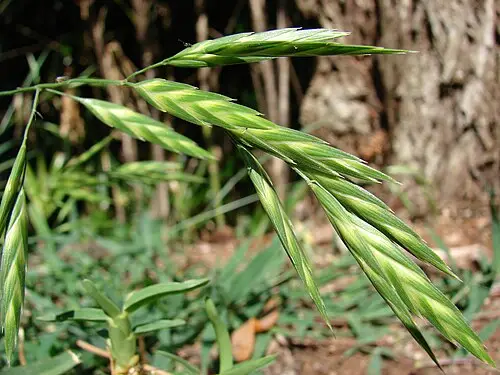 큰이삭풀 (Bromus catharticus)
