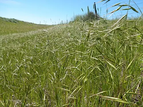 참새귀리 (Bromus japonicus)