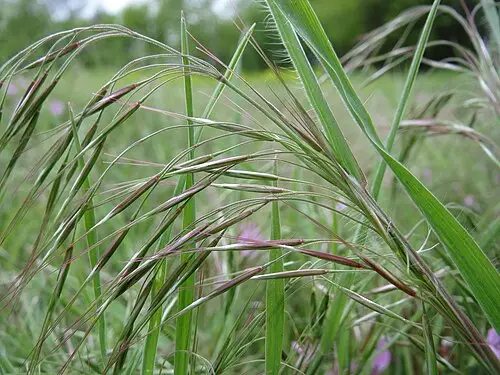 털빕새귀리 (Bromus tectorum)