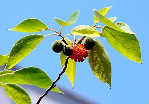 꾸지나무 (Broussonetia papyrifera)