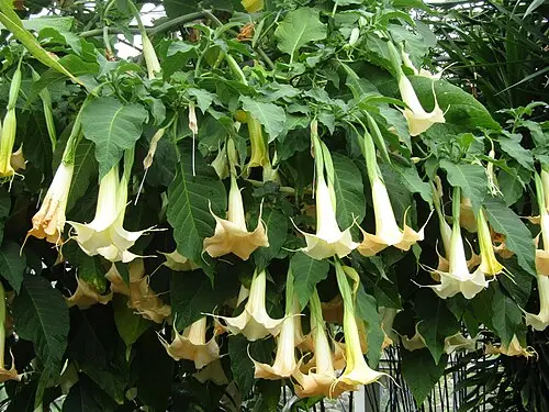 브루그만시아 (Brugmansia suaveolens)