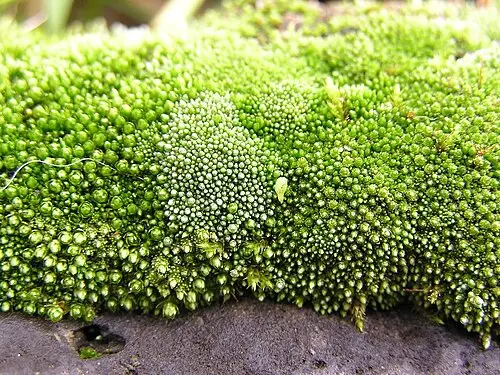 은이끼 (Bryum argenteum)