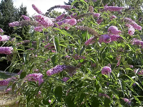 부들레야 (Buddleja davidii)