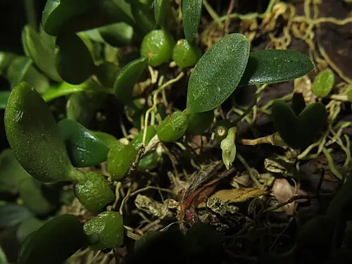 혹난초 (Bulbophyllum inconspicuum)